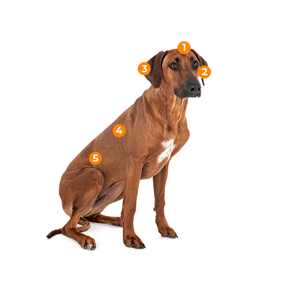 caracteristicas fisicas